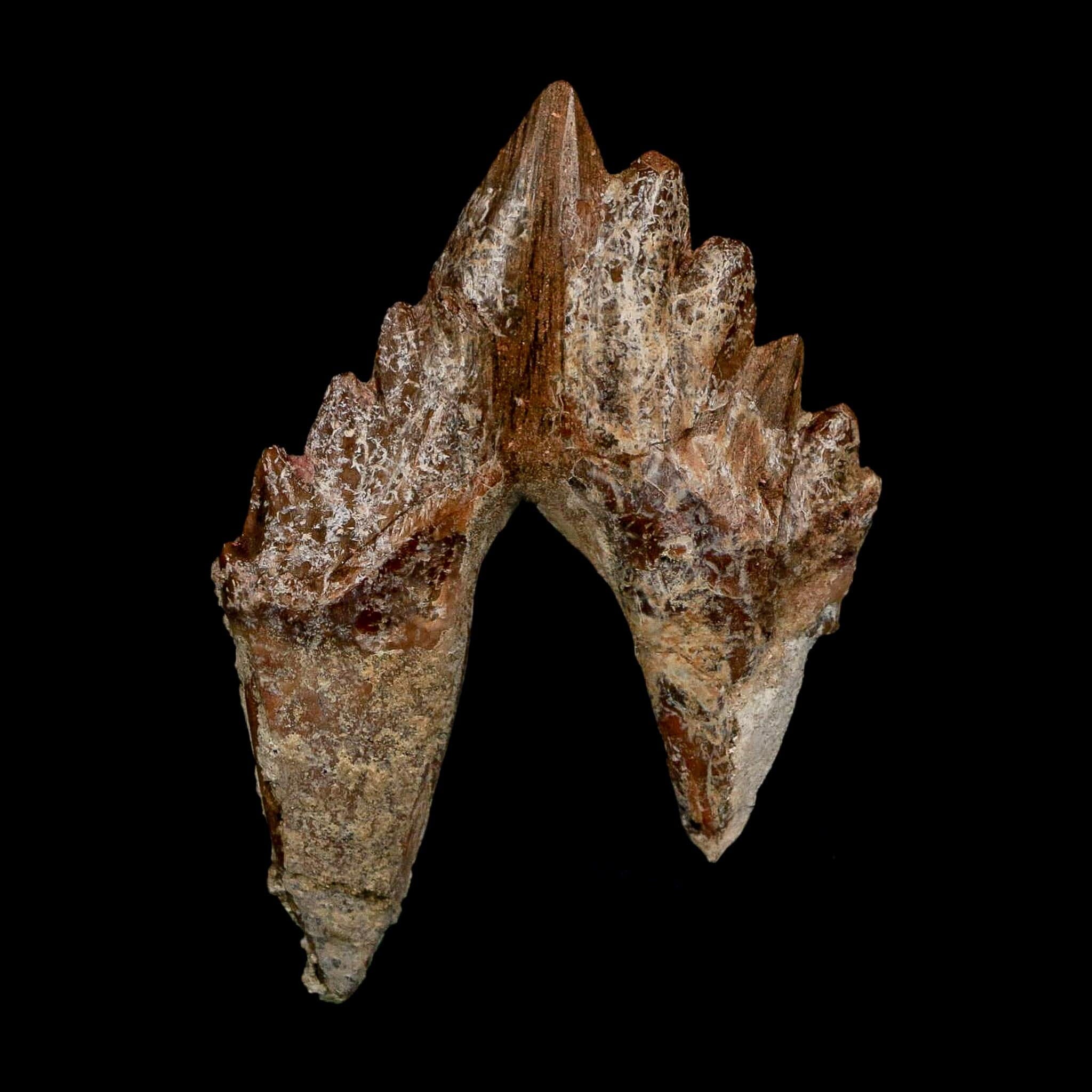 3" Basilosaurus Tooth Rooted Prehistoric Whale 34 Mil Yrs Old Late Eocene COA - Fossil Age Minerals