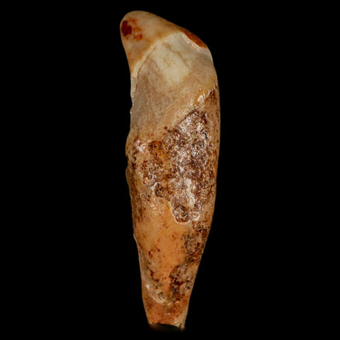 2.2" Extinct Cave Bear Ursus Spelaeus Incisor Tooth Rooted Pleistocene Age COA, Stand - Fossil Age Minerals