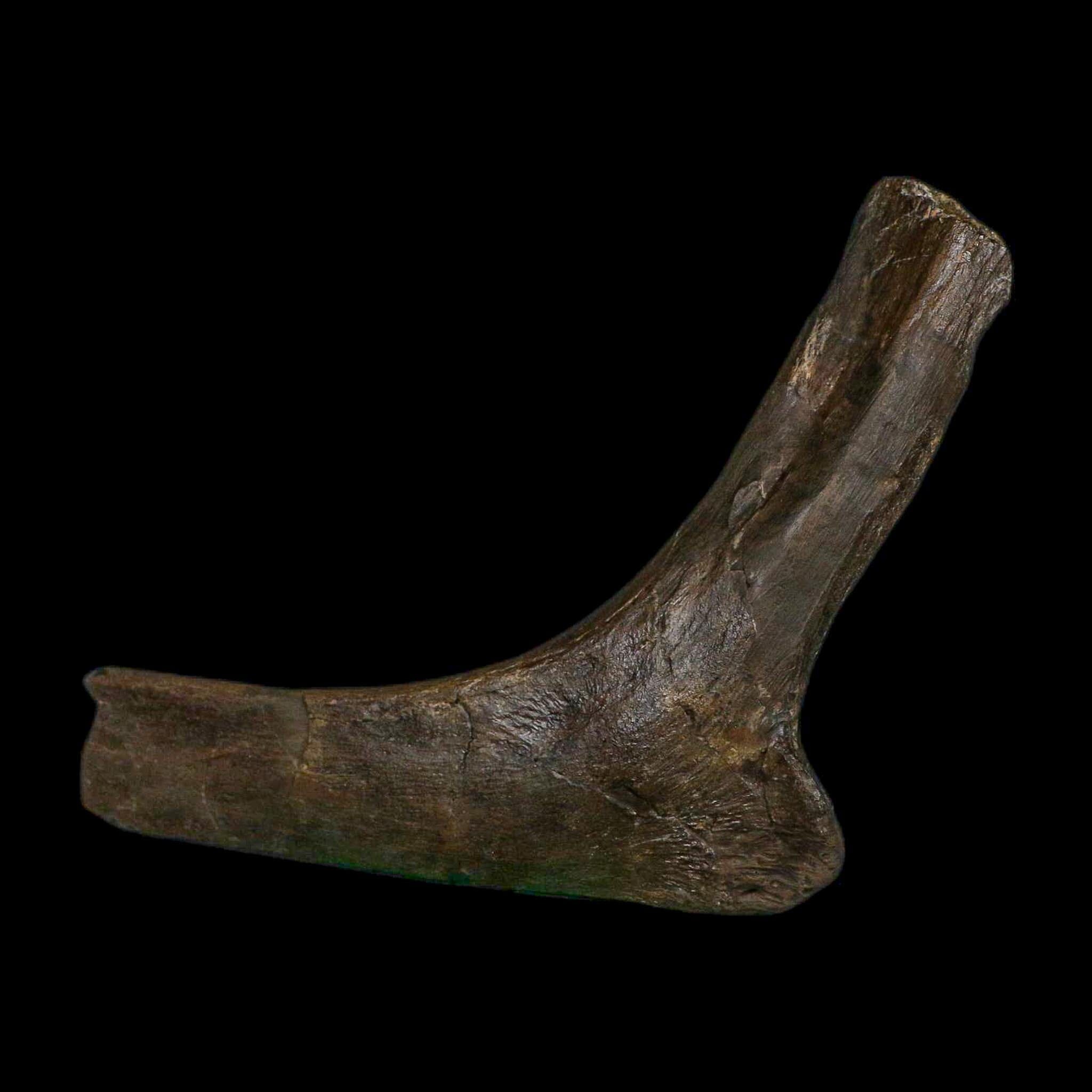 5.6" Hypacrosaurus Dinosaur Fossil Rib Bone Two Medicine FM Montana COA Stand - Fossil Age Minerals