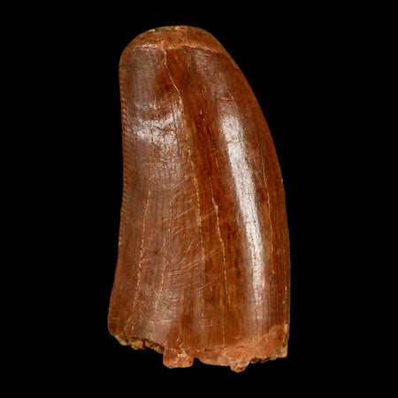 1.3" Carcharodontosaurus Fossil Tooth Cretaceous Dinosaur Morocco COA, Display