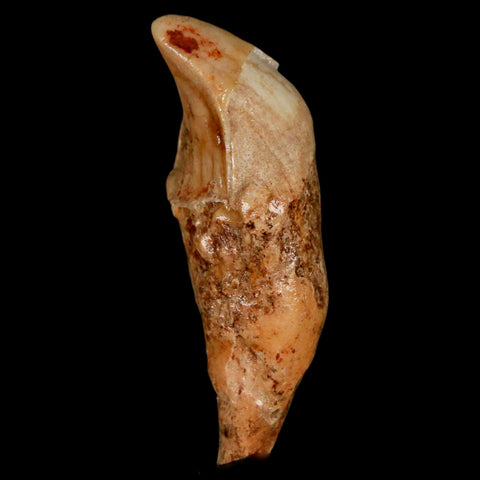 2.2" Extinct Cave Bear Ursus Spelaeus Incisor Tooth Rooted Pleistocene Age COA, Stand - Fossil Age Minerals