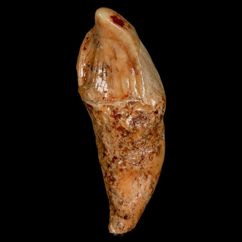 2.2" Extinct Cave Bear Ursus Spelaeus Incisor Tooth Rooted Pleistocene Age COA, Stand - Fossil Age Minerals