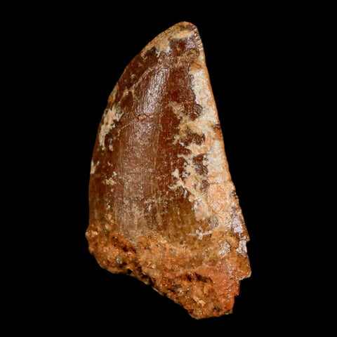 1.1" Carcharodontosaurus Fossil Tooth Cretaceous Dinosaur Morocco COA, Display - Fossil Age Minerals