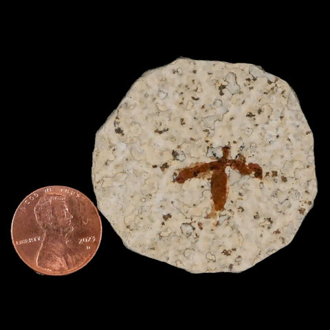 0.7" Detailed Fossil March Fly Insect Green River FM Uintah County UT Eocene Age - Fossil Age Minerals