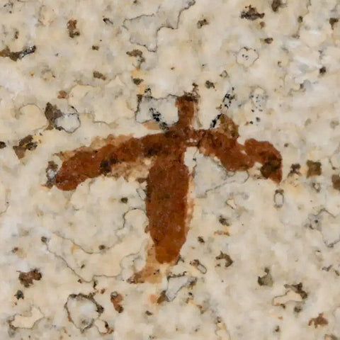 0.7" Detailed Fossil March Fly Insect Green River FM Uintah County UT Eocene Age - Fossil Age Minerals