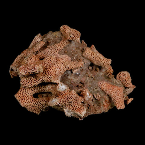 3.3" Thamnopora SP Coral Fossil Coral Reef Devonian Age Verde Valley, Arizona - Fossil Age Minerals