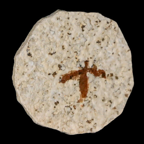 0.7" Detailed Fossil March Fly Insect Green River FM Uintah County UT Eocene Age - Fossil Age Minerals