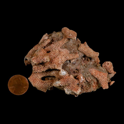 3.3" Thamnopora SP Coral Fossil Coral Reef Devonian Age Verde Valley, Arizona - Fossil Age Minerals