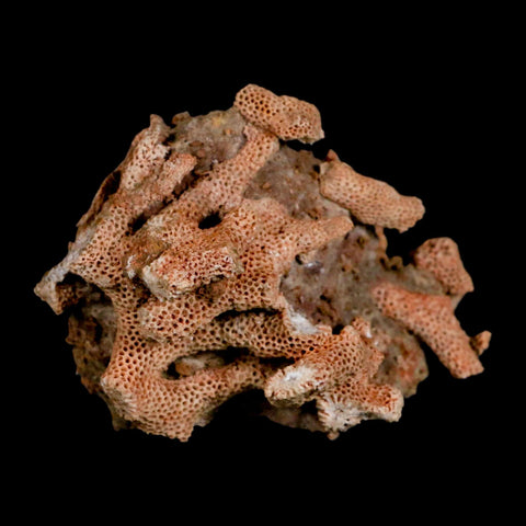 3.3" Thamnopora SP Coral Fossil Coral Reef Devonian Age Verde Valley, Arizona - Fossil Age Minerals