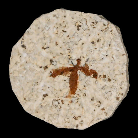 0.7" Detailed Fossil March Fly Insect Green River FM Uintah County UT Eocene Age - Fossil Age Minerals
