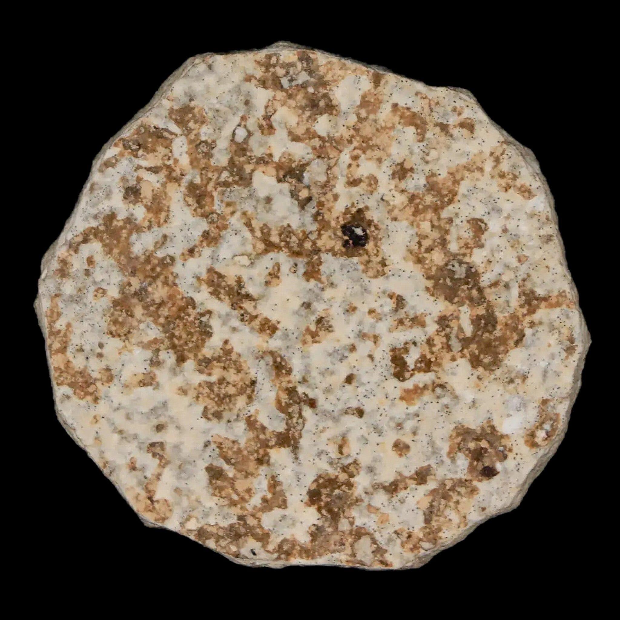 0.7" Detailed Fossil March Fly Insect Green River FM Uintah County UT Eocene Age - Fossil Age Minerals
