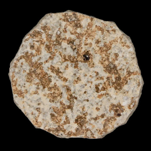 0.7" Detailed Fossil March Fly Insect Green River FM Uintah County UT Eocene Age - Fossil Age Minerals