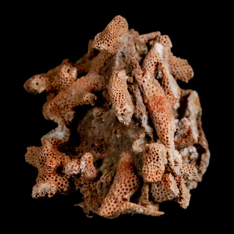 3.3" Thamnopora SP Coral Fossil Coral Reef Devonian Age Verde Valley, Arizona - Fossil Age Minerals