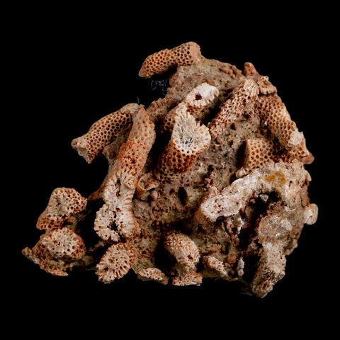 3.3" Thamnopora SP Coral Fossil Coral Reef Devonian Age Verde Valley, Arizona - Fossil Age Minerals