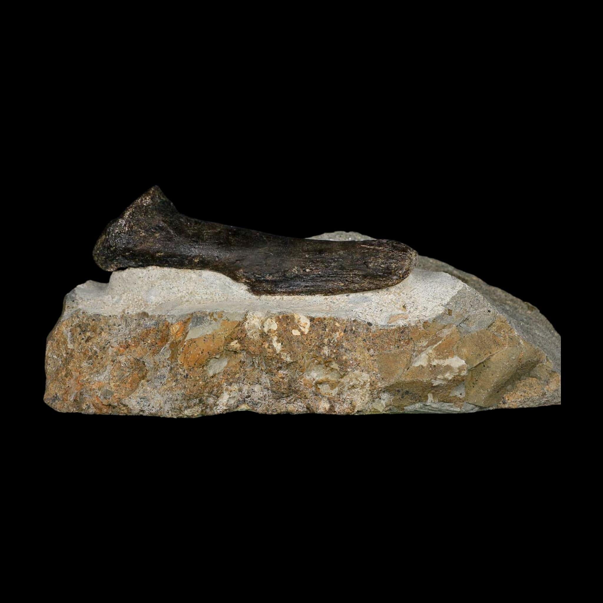 3.9" Hypacrosaurus Dinosaur Fossil Vertebrae Process Two Medicine FM Montana COA - Fossil Age Minerals