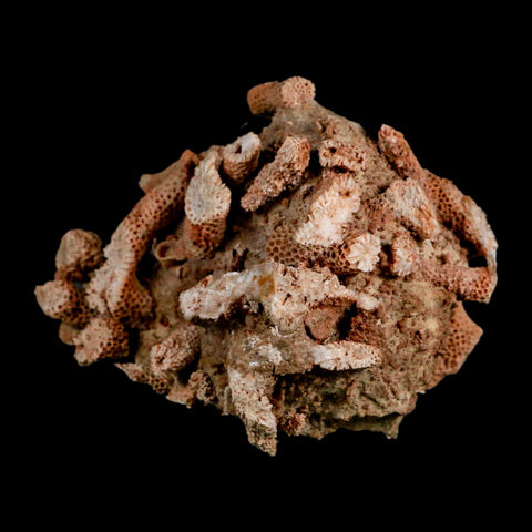 3.3" Thamnopora SP Coral Fossil Coral Reef Devonian Age Verde Valley, Arizona - Fossil Age Minerals