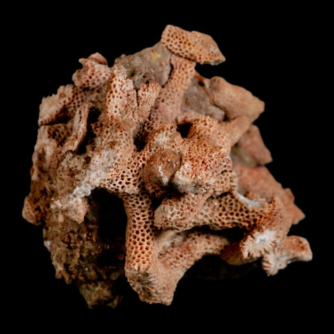 3.3" Thamnopora SP Coral Fossil Coral Reef Devonian Age Verde Valley, Arizona - Fossil Age Minerals