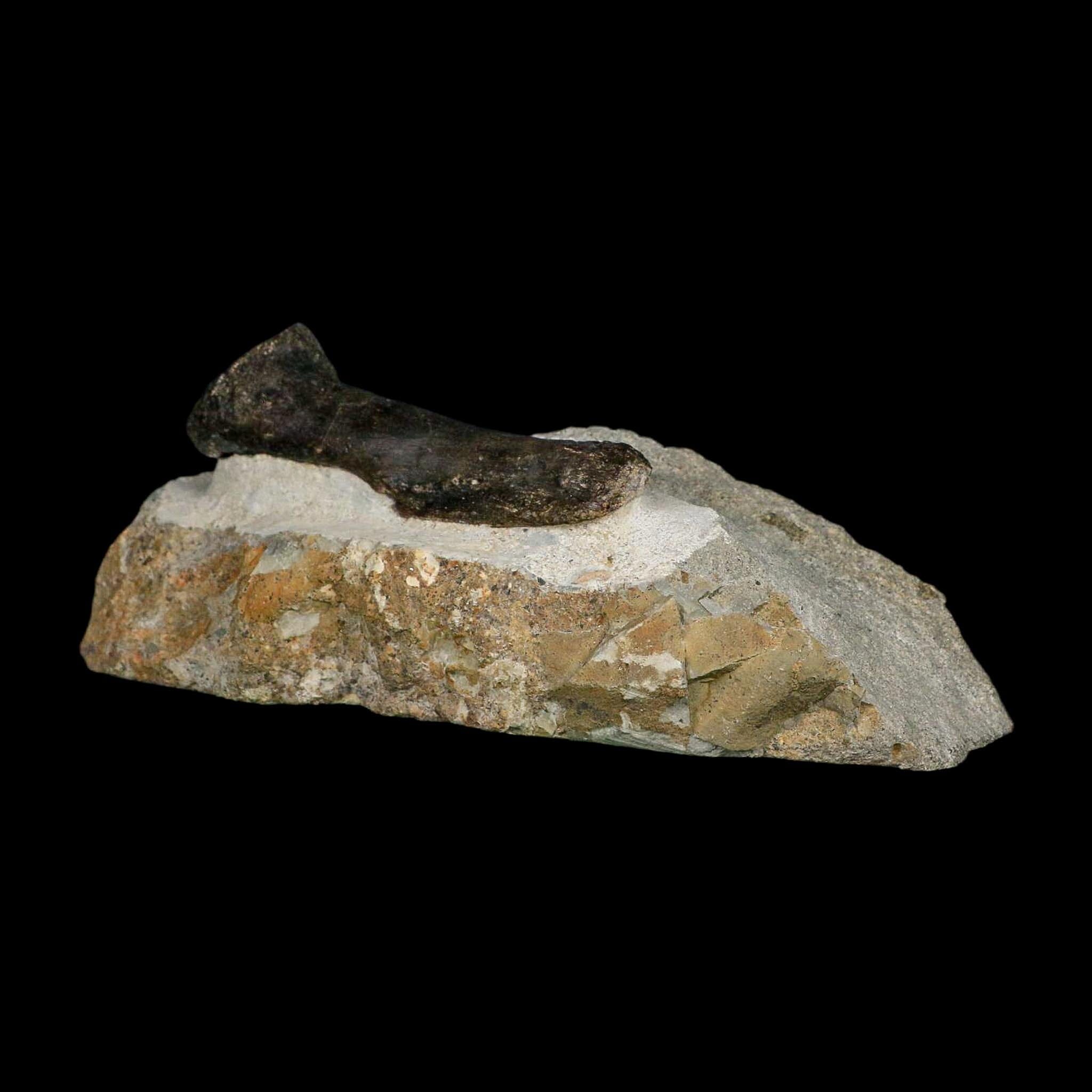 3.9" Hypacrosaurus Dinosaur Fossil Vertebrae Process Two Medicine FM Montana COA - Fossil Age Minerals