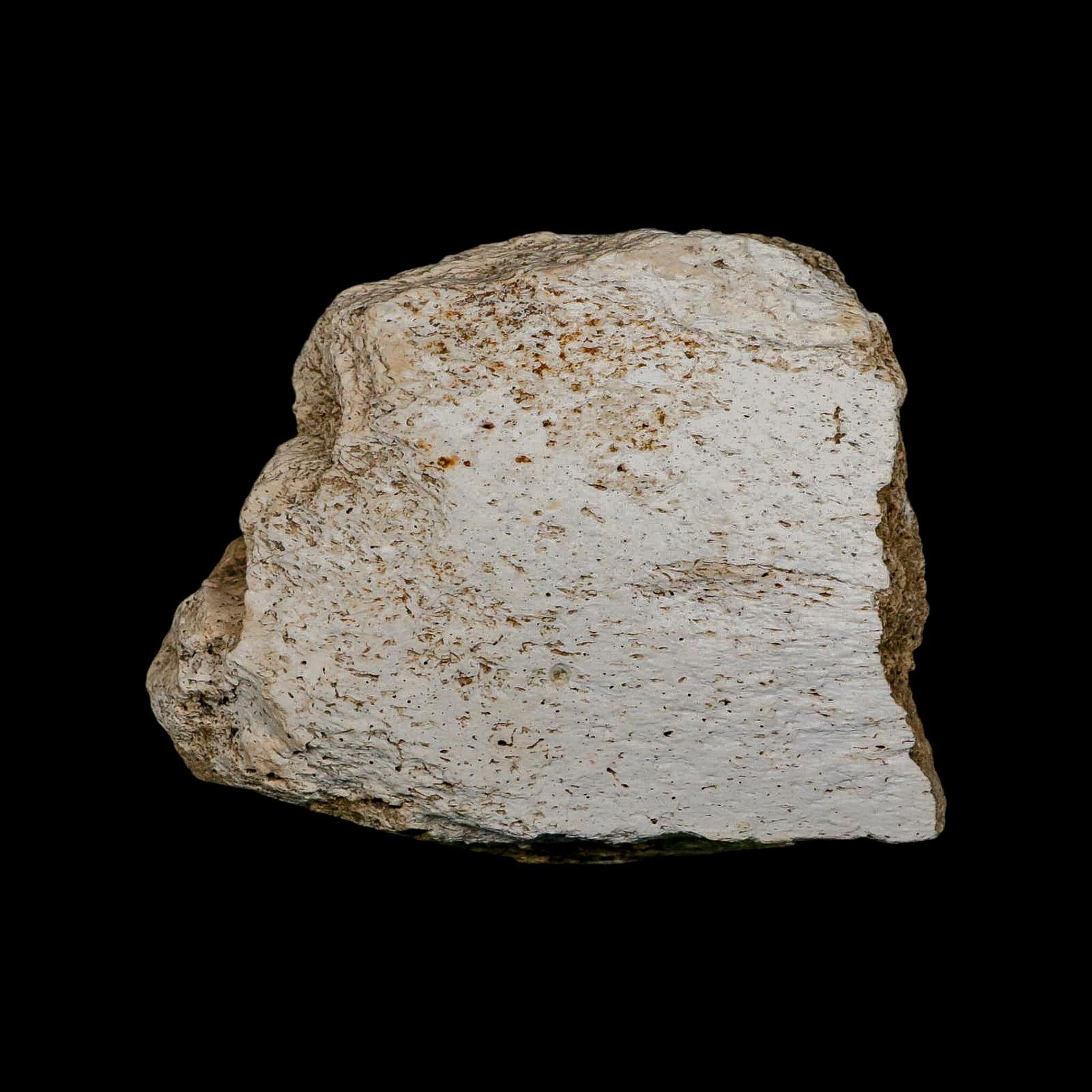 4.1" Columbian Mammoth Mammuthus Columbi Fossil Jaw Section Pleistocene Age TX - Fossil Age Minerals