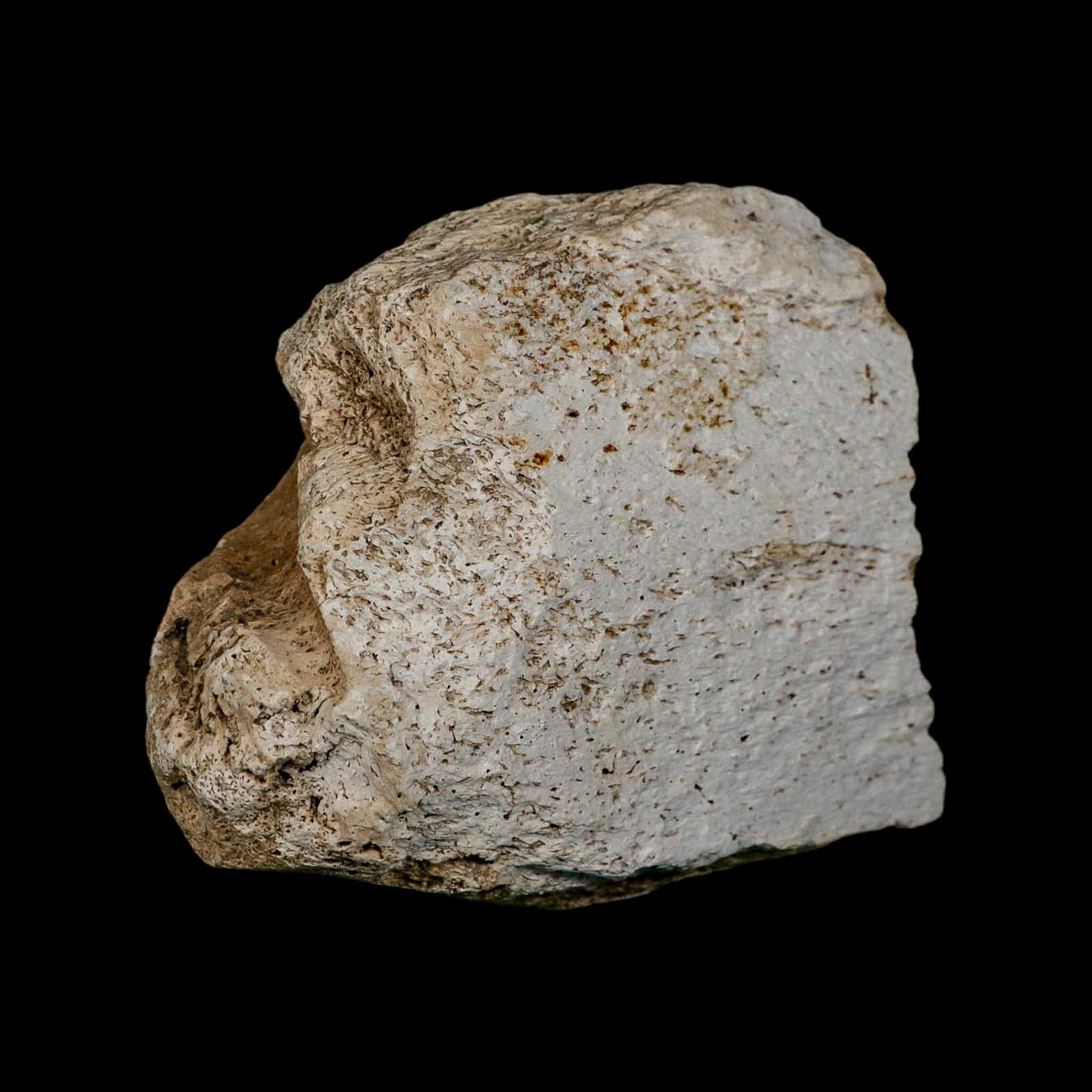 4.1" Columbian Mammoth Mammuthus Columbi Fossil Jaw Section Pleistocene Age TX - Fossil Age Minerals