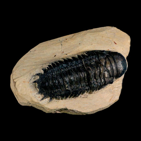 3.2" Crotalocephalus Gibbus Trilobite Fossil Morocco Devonian Age 400 Mil Yrs Old COA