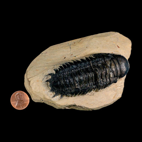 3.2" Crotalocephalus Gibbus Trilobite Fossil Morocco Devonian Age 400 Mil Yrs Old COA - Fossil Age Minerals