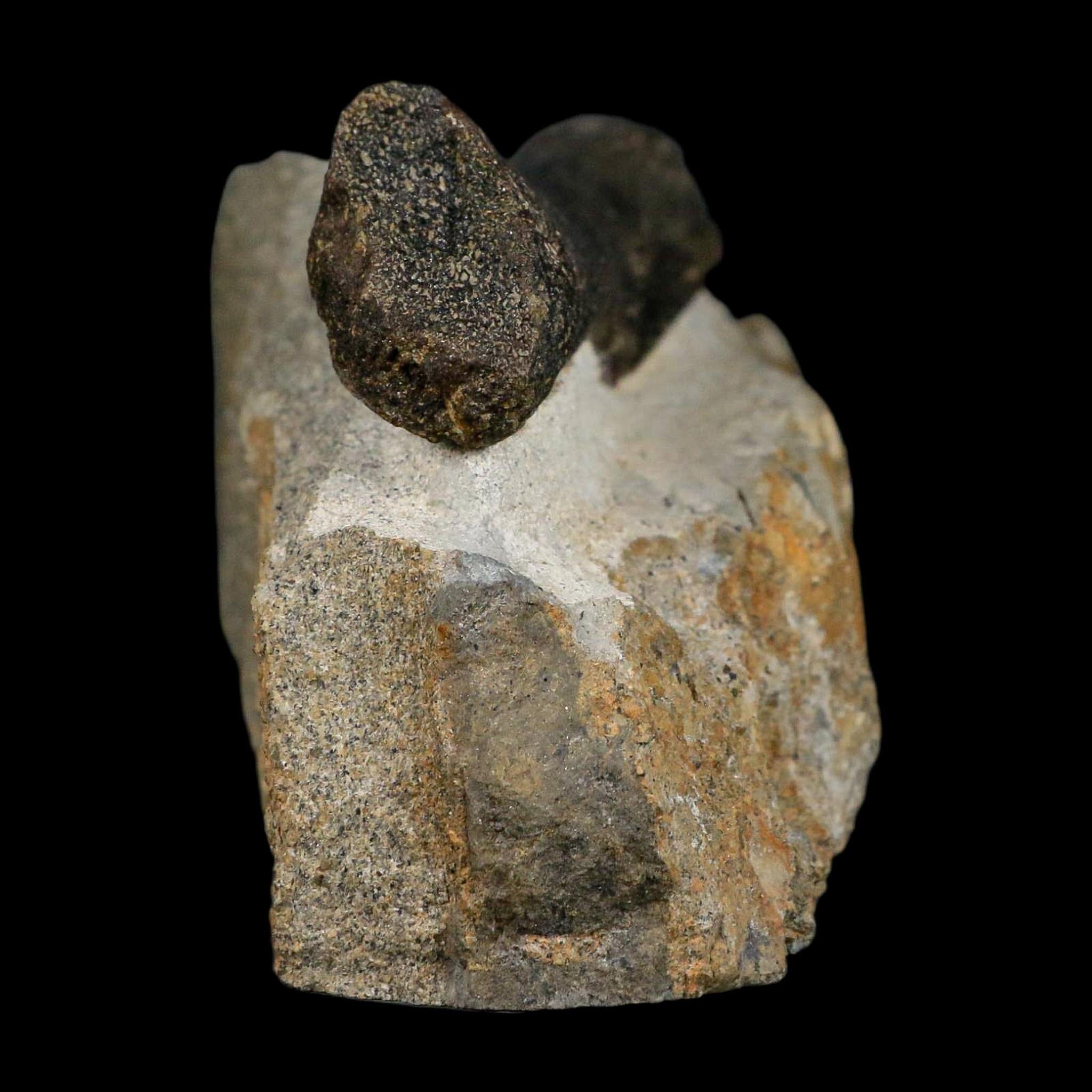 3.9" Hypacrosaurus Dinosaur Fossil Vertebrae Process Two Medicine FM Montana COA - Fossil Age Minerals