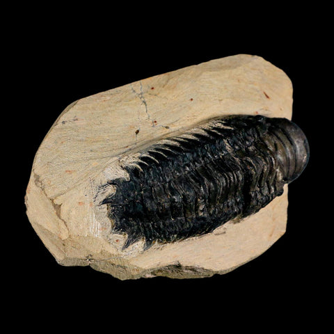 3.2" Crotalocephalus Gibbus Trilobite Fossil Morocco Devonian Age 400 Mil Yrs Old COA - Fossil Age Minerals