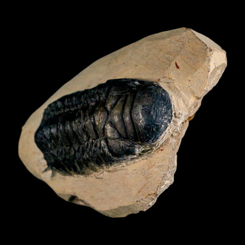 3.2" Crotalocephalus Gibbus Trilobite Fossil Morocco Devonian Age 400 Mil Yrs Old COA - Fossil Age Minerals