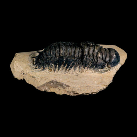 3.2" Crotalocephalus Gibbus Trilobite Fossil Morocco Devonian Age 400 Mil Yrs Old COA - Fossil Age Minerals