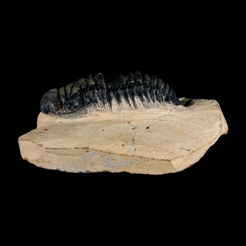 3.2" Crotalocephalus Gibbus Trilobite Fossil Morocco Devonian Age 400 Mil Yrs Old COA - Fossil Age Minerals