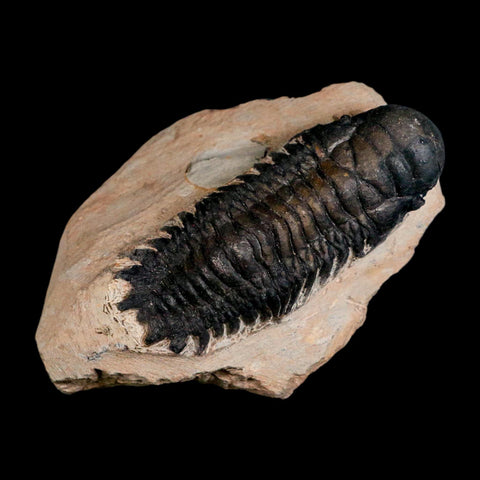 3.1" Crotalocephalus Gibbus Trilobite Fossil Morocco Devonian Age 400 Mil Yrs Old COA - Fossil Age Minerals