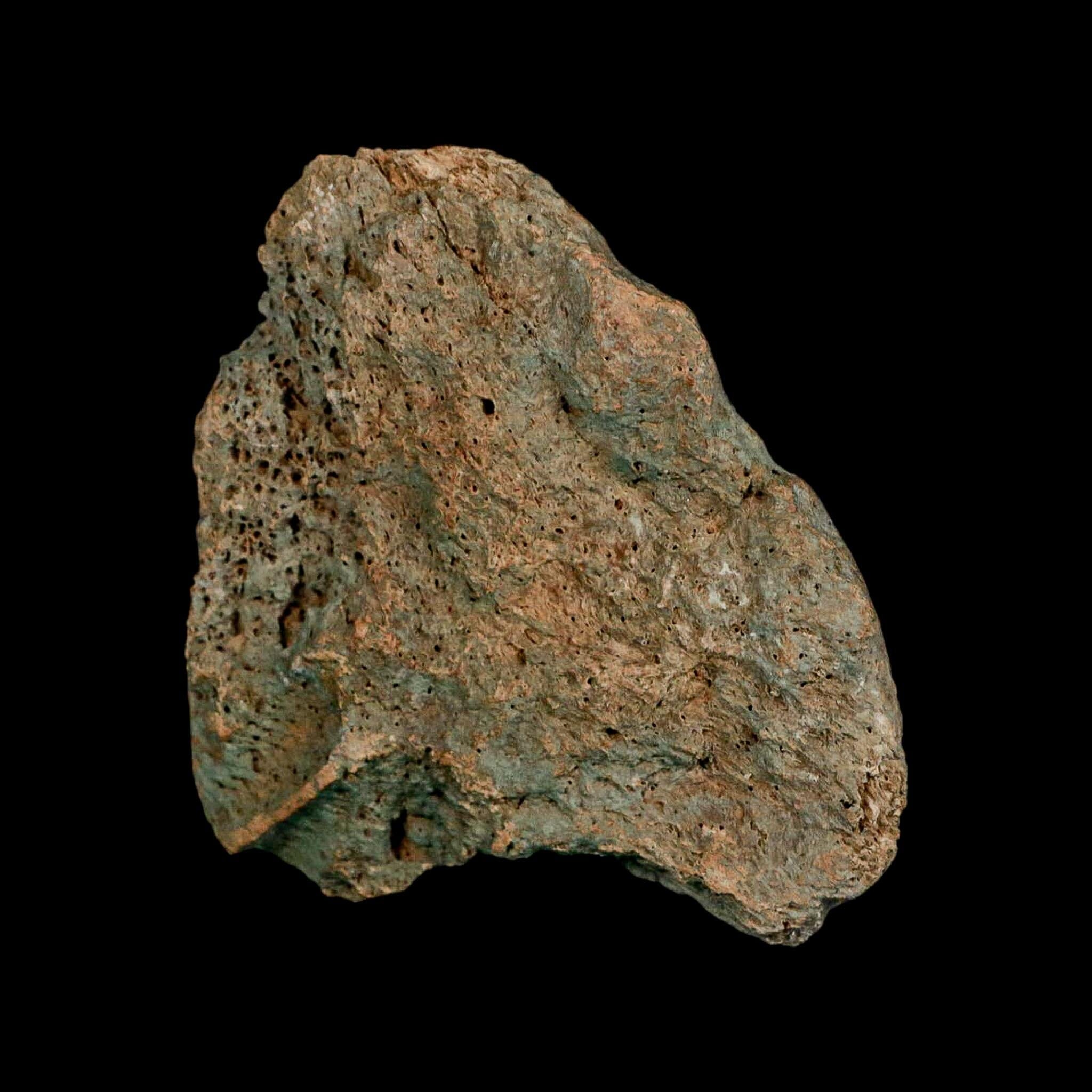 3.7" Columbian Mammoth Mammuthus Columbi Fossil Skull Section Pleistocene Age TX - Fossil Age Minerals