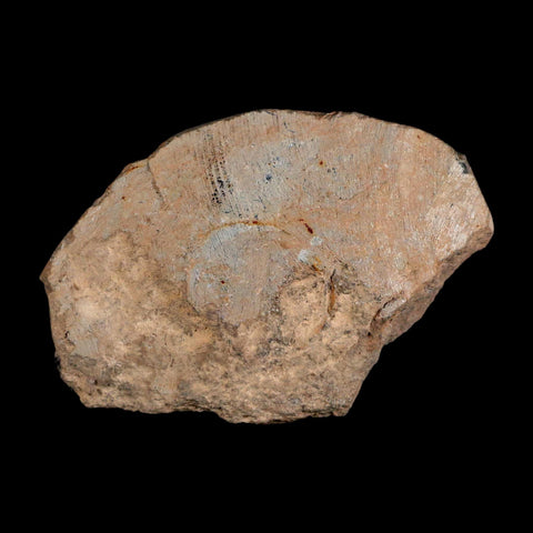 3.1" Crotalocephalus Gibbus Trilobite Fossil Morocco Devonian Age 400 Mil Yrs Old COA - Fossil Age Minerals