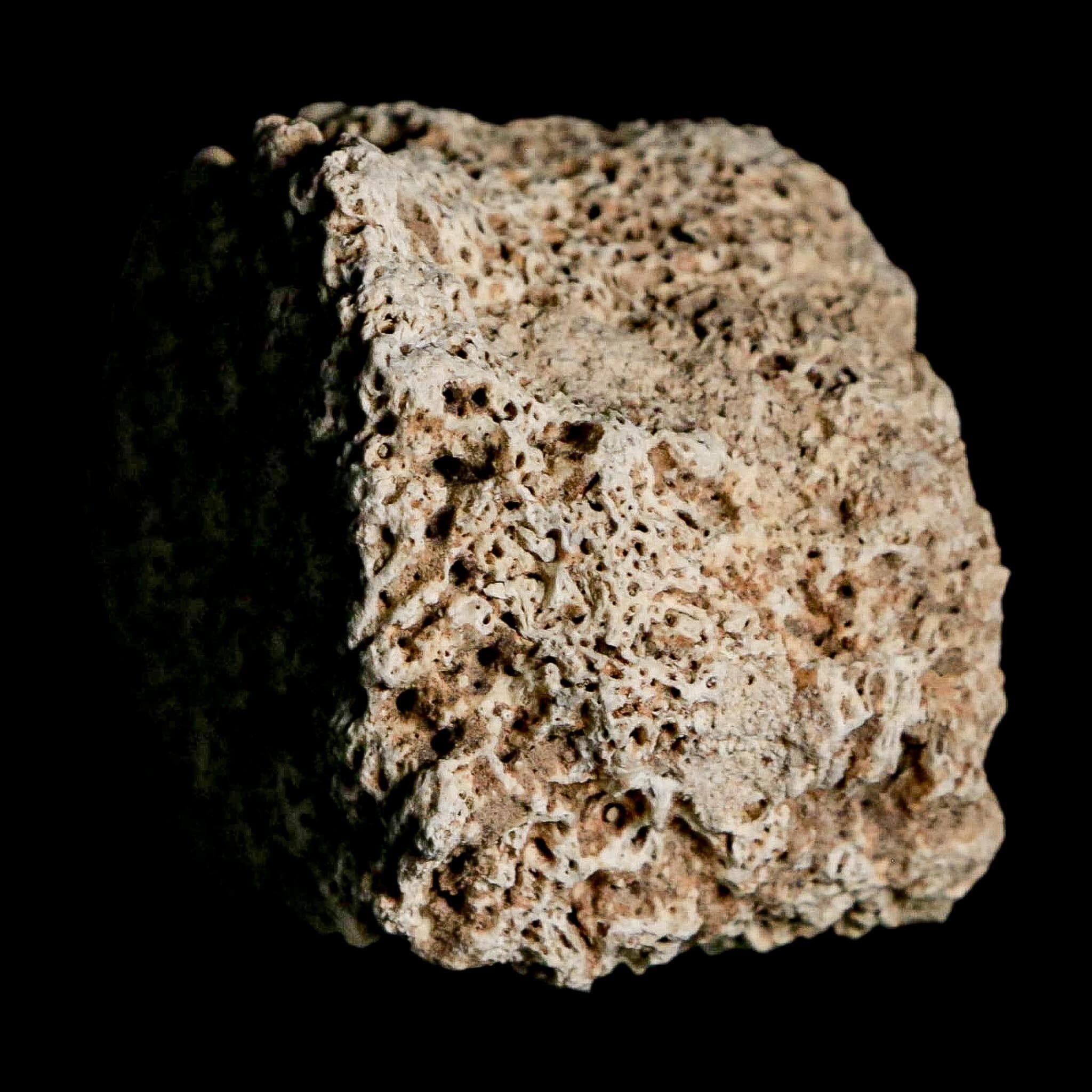1.8" Glyptodon Fossil Osteoderm Scute Plate Bony Armor Pleistocene Uruguay COA - Fossil Age Minerals