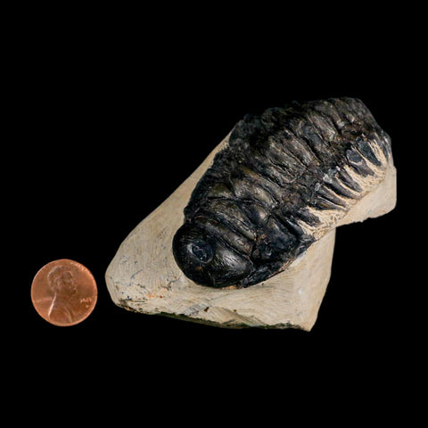 3.6" Crotalocephalus Gibbus Trilobite Fossil Morocco Devonian Age 400 Mil Yrs Old COA - Fossil Age Minerals