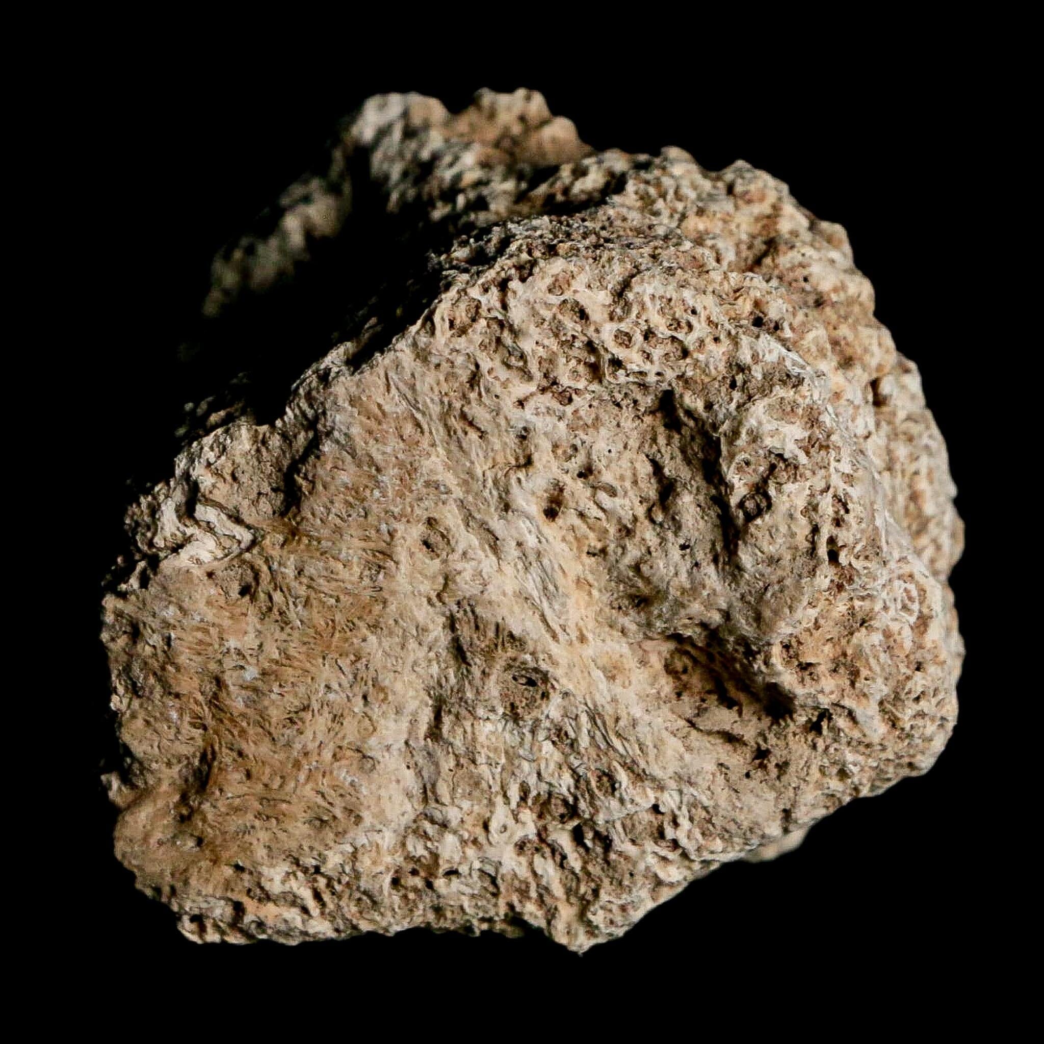 1.8" Glyptodon Fossil Osteoderm Scute Plate Bony Armor Pleistocene Uruguay COA - Fossil Age Minerals