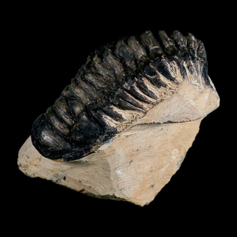 3.6" Crotalocephalus Gibbus Trilobite Fossil Morocco Devonian Age 400 Mil Yrs Old COA - Fossil Age Minerals