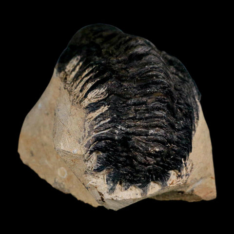 3.6" Crotalocephalus Gibbus Trilobite Fossil Morocco Devonian Age 400 Mil Yrs Old COA - Fossil Age Minerals