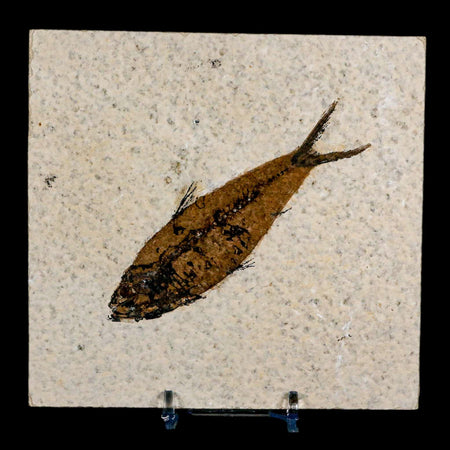 3.9" Knightia Eocaena Fossil Fish Green River FM Wyoming Eocene Age COA & Stand