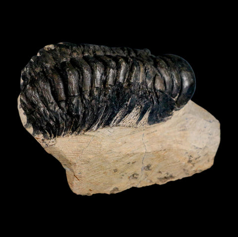 3.6" Crotalocephalus Gibbus Trilobite Fossil Morocco Devonian Age 400 Mil Yrs Old COA - Fossil Age Minerals