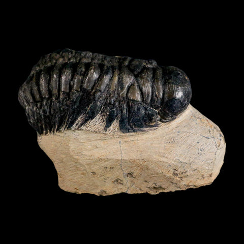 3.6" Crotalocephalus Gibbus Trilobite Fossil Morocco Devonian Age 400 Mil Yrs Old COA - Fossil Age Minerals