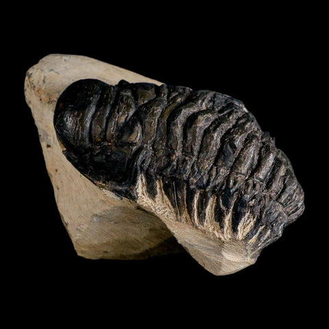 3.6" Crotalocephalus Gibbus Trilobite Fossil Morocco Devonian Age 400 Mil Yrs Old COA - Fossil Age Minerals
