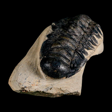 3.6" Crotalocephalus Gibbus Trilobite Fossil Morocco Devonian Age 400 Mil Yrs Old COA - Fossil Age Minerals