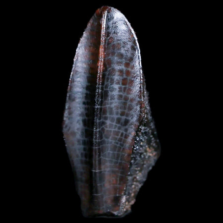 XL 1.4" Lambeosaurus Fossil Tooth Judith River FM MT Cretaceous Dinosaur COA Display