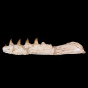 11.1" Mosasaur Platecarpus Fossil Jaw Section Teeth Cretaceous Dinosaur Era COA