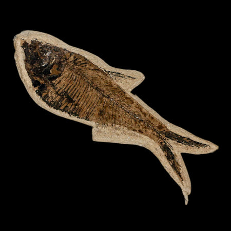 3.5" Diplomystus Dentatus Fossil Fish Green River FM WY Eocene Age COA, Stand