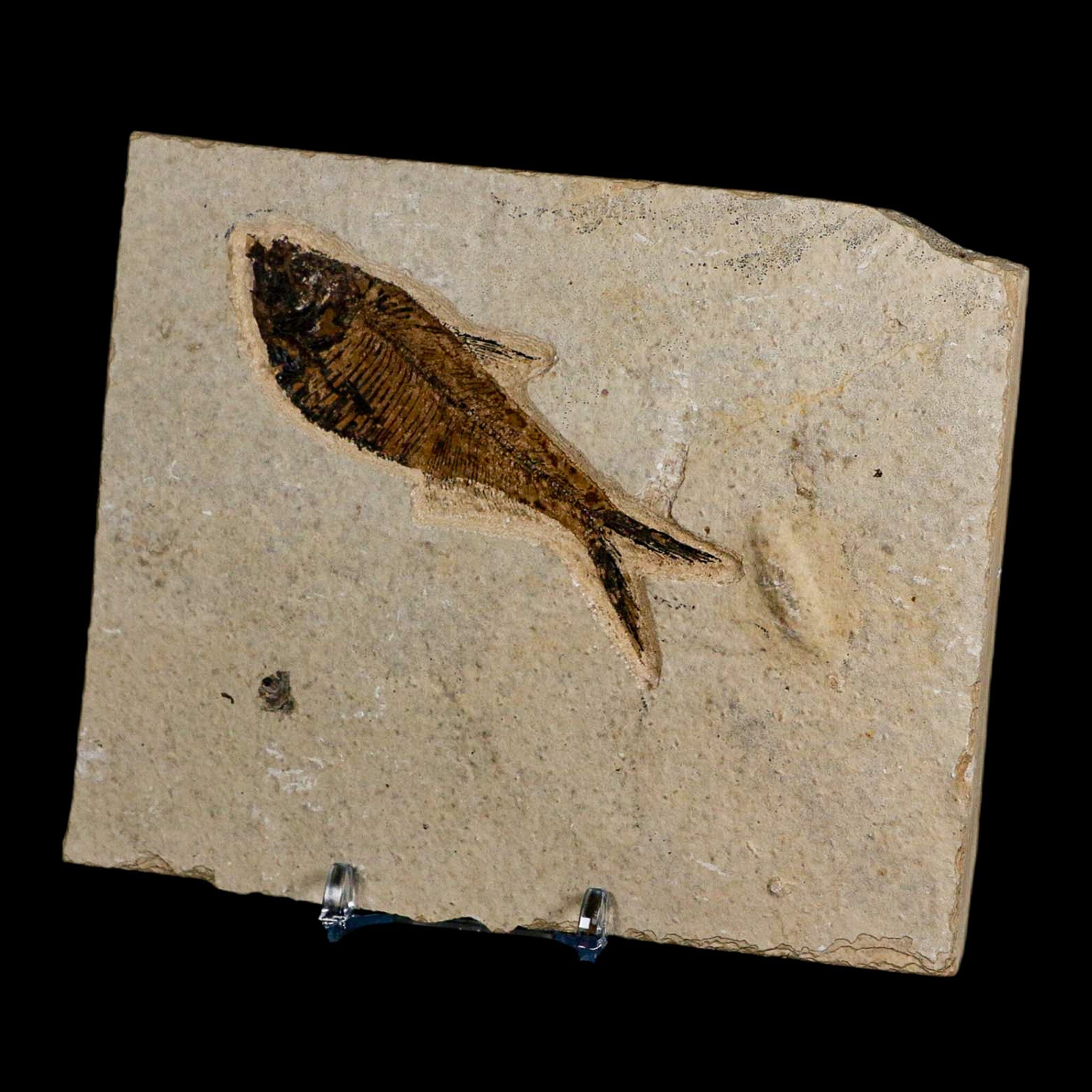 3.5" Diplomystus Dentatus Fossil Fish Green River FM WY Eocene Age COA, Stand - Fossil Age Minerals