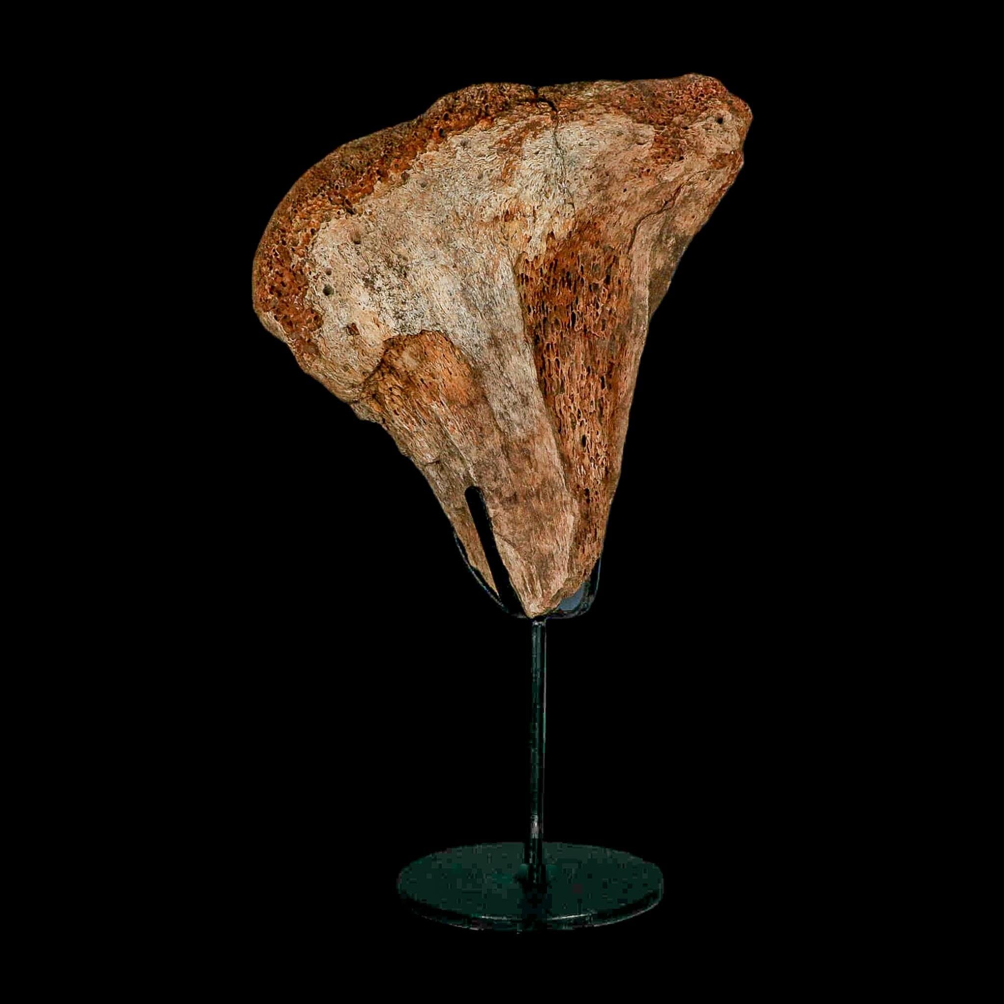 5.7" Columbian Mammoth Mammuthus Columbi Fossil Vertebrae Section Pleistocene Age TX - Fossil Age Minerals