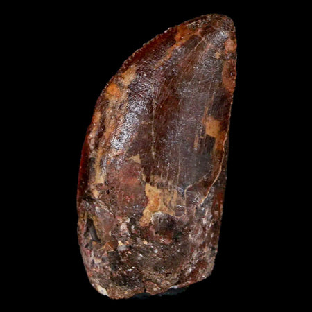 1.3" Carcharodontosaurus Fossil Tooth Cretaceous Dinosaur Morocco COA, Display